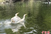 梦见香菜吉林：罕见白鸬鹚连续两年“故地重游”